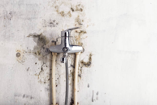 Best Mold Damage Repair  in Huntingtown, MD