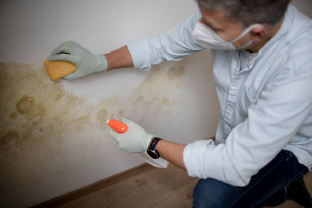 Best Attic Mold Removal  in Huntingtown, MD