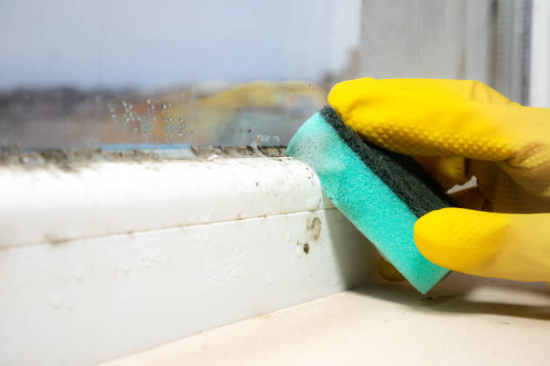 Best Fast Mold Removal  in Huntingtown, MD