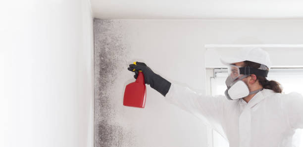 Best Certified Mold Removal  in Huntingtown, MD