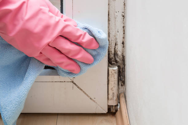 Best Best Mold Removal Companies  in Huntingtown, MD